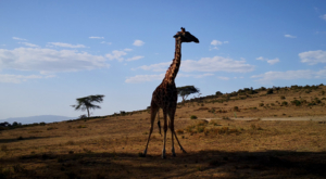 sensations-voyage-album-photos-kenya-walking-safari-naivasha-giraffe-crescent-island