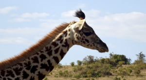 sensations-voyage-album-photos-kenya-walking-safari-naivasha-giraffe-sleepy-crescent-island-10