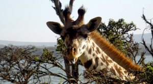 sensations-voyage-album-photos-kenya-walking-safari-naivasha-giraffe-sleepy-crescent-island-11