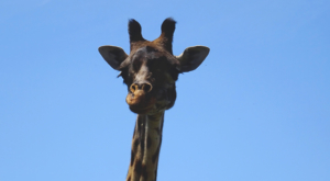 sensations-voyage-album-photos-kenya-walking-safari-naivasha-giraffe-sleepy-crescent-island-112