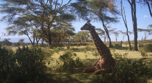 sensations-voyage-album-photos-kenya-walking-safari-naivasha-giraffe-sleepy-crescent-island-2