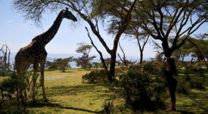 sensations-voyage-album-photos-kenya-walking-safari-naivasha-giraffe-sleepy-crescent-island-4