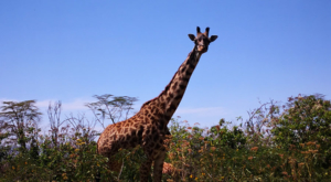 sensations-voyage-album-photos-kenya-walking-safari-naivasha-giraffe-sleepy-crescent-island-6
