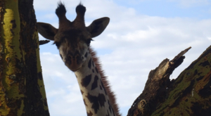 sensations-voyage-album-photos-kenya-walking-safari-naivasha-giraffe-sleepy-crescent-island-8