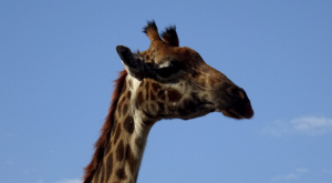 sensations-voyage-album-photos-kenya-walking-safari-naivasha-giraffe-sleepy-crescent-island-9