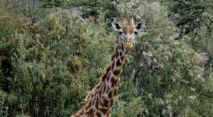 sensations-voyage-album-photos-kenya-walking-safari-naivasha-giraffes-2