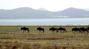 sensations-voyage-album-photos-kenya-walking-safari-naivasha-gnous-wildebeest-crescent-island-2