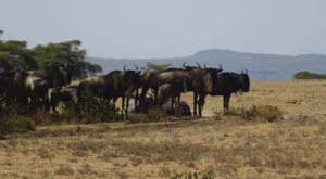 sensations-voyage-album-photos-kenya-walking-safari-naivasha-gnous-wildebeest-crescent-island