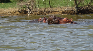 sensations-voyage-album-photos-kenya-walking-safari-naivasha-hippo-é