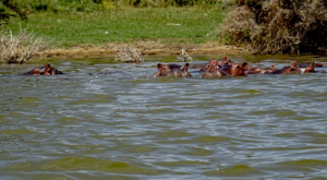 sensations-voyage-album-photos-kenya-walking-safari-naivasha-hippos-3