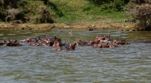 sensations-voyage-album-photos-kenya-walking-safari-naivasha-hippos