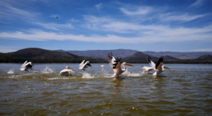 sensations-voyage-album-photos-kenya-walking-safari-naivasha-olieden-pelican