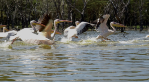 sensations-voyage-album-photos-kenya-walking-safari-naivasha-olieden-pelicans