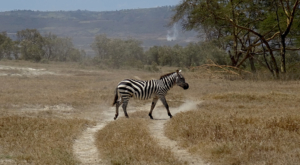 sensations-voyage-album-photos-kenya-walking-safari-naivasha-zebrajpg