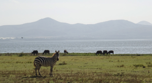 sensations-voyage-album-photos-kenya-walking-safari-naivasha-zebre-crescent-island-4
