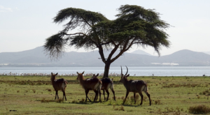sensations-voyage-album-photos-kenya-walking-safari-naivasha-zebre-crescent-island-8