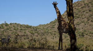 sensations-voyage-album-photos-kenya-walking-safari-on-the-road-giraffes-zebres-2