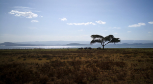 sensations-voyage-album-photos-kenya-walking-safari-waterbuck--naivasha--crescent-island-3