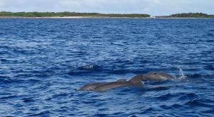 sensations-voyage-destination-guadeloupe-dauphins