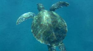 sensations-voyage-destination-guadeloupe-snorkeling-malendure-tortue