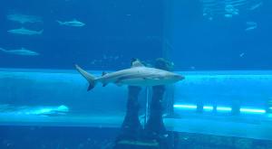 sensations-voyage-dubai-atlantis-shark