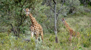 sensations-voyage-kenya-album-photos-giraffes-safari