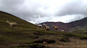 sensations-voyage-sensationsvoyage-perou-peru-cusco-cuzco-rainbow-mountain-alpaca