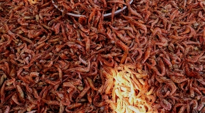 sensations-voyage-voyages-coree-du-sud-korea-seoul-market-crevettes-schrimp