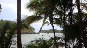 sensations-voyage-voyages-photos-guyane-palmiers