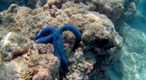 sensations voyage photos bali menjangan snorkeling-starfish