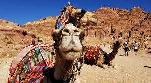 sensationsvoyage-sensations-voyage-jordanie-jordan-photos-petra-dromadaire-camel-2