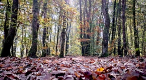sensationsvoyage-sensations-voyage-morvan-automne-arbres-foret-feuilles (1)