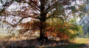 sensationsvoyage-sensations-voyage-morvan-bons-plans-cabane-arbres-domaine-chaligny-nature-arbre-automne (1)