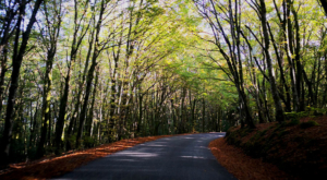 sensationsvoyage-sensations-voyage-morvan-bons-plans-nature-road-arbres-automne-route (1)