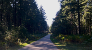 sensationsvoyage-sensations-voyage-morvan-bons-plans-nature-road-foret-coniferes-automne-route (1)