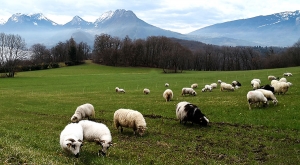 sensationsvoyage-sensations-voyage-photo-photos-france-annecy-mouton-talloires-montagnes