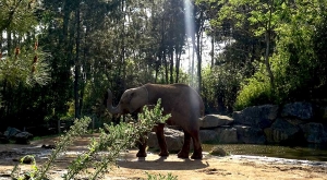 sensationsvoyage-sensations-voyage-photo-photos-france-experience-zoo-fleche-elephant