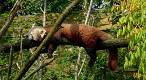sensationsvoyage-sensations-voyage-photo-photos-france-experience-zoo-fleche-panda-roux-sieste