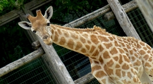 sensationsvoyage-sensations-voyage-photo-photos-france-experience-zoo-fleche-portrait-bebe-giraffe