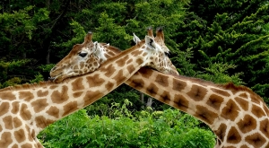 sensationsvoyage-sensations-voyage-photo-photos-france-experience-zoo-fleche-portrait-bebe-giraffes-calin