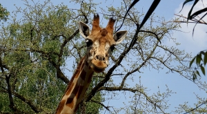 sensationsvoyage-sensations-voyage-photo-photos-france-experience-zoo-fleche-portrait-giraffe