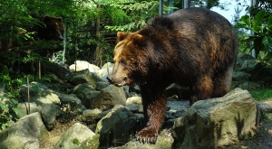 sensationsvoyage-sensations-voyage-photo-photos-france-experience-zoo-fleche-portrait-grizzly