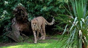 sensationsvoyage-sensations-voyage-photo-photos-france-experience-zoo-fleche-portrait-guepard-cheeta-3
