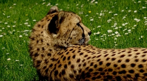 sensationsvoyage-sensations-voyage-photo-photos-france-experience-zoo-fleche-portrait-guepard-cheeta-sieste