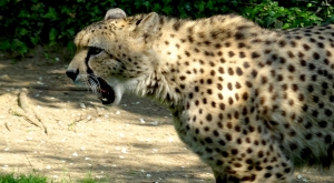 sensationsvoyage-sensations-voyage-photo-photos-france-experience-zoo-fleche-portrait-guepard-cheeta