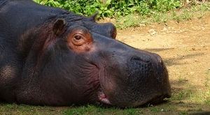 sensationsvoyage-sensations-voyage-photo-photos-france-experience-zoo-fleche-portrait-hippo