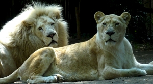 sensationsvoyage-sensations-voyage-photo-photos-france-experience-zoo-fleche-portrait-lion-lionne