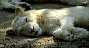 sensationsvoyage-sensations-voyage-photo-photos-france-experience-zoo-fleche-portrait-lion-siest