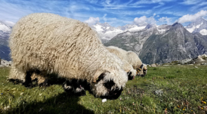 sensationsvoyage-sensations-voyage-photo-photos-zermatt-suisse--switzerland-black-nose-sheep-valais-9