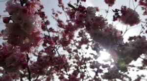 sensationsvoyage-sensations-voyage-photo-suisse-geneve-cerisiers-printemps